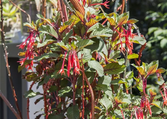 Fuchsien überwintern - Rückschnitt und Pflege