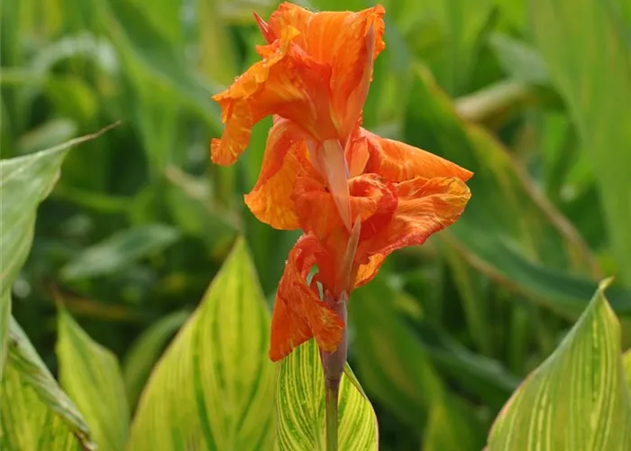 Indisches Blumenrohr überwintern