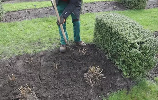 Dahlien - Einpflanzen im Garten