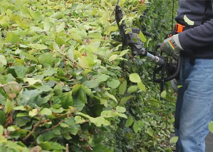 Hecke - Zurückschneiden(thumbnail).jpg