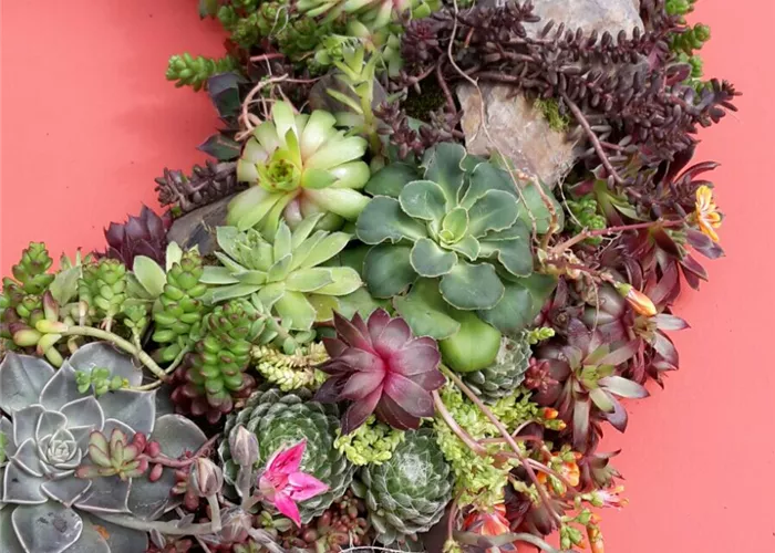 ausgefallener Kranz mit Sempervivum