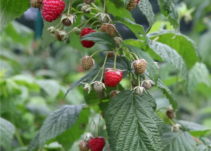 Himbeeren - Einpflanzen im Garten (1).jpg